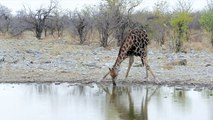 Giraffes' Spots Have Different Colors Depending On Social Status