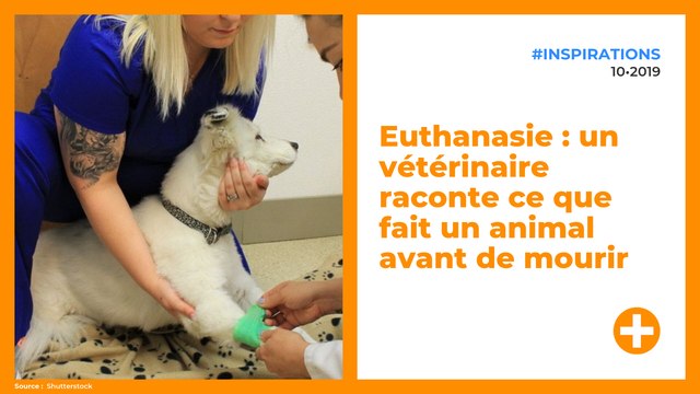 Euthanasie : un vétérinaire raconte ce que fait un animal avant de mourir