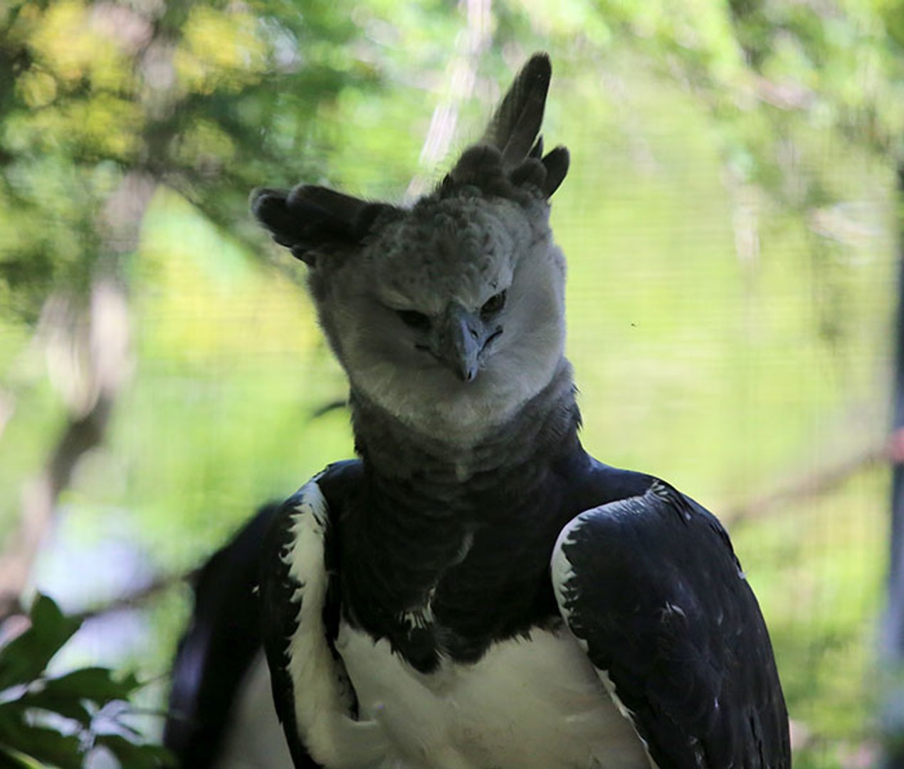 Человек подобен птице. Гарпия птица. Harpy Eagle птица. Новогвинейская Гарпия. Южно амереканская Гарпия.