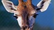 Photographer Snaps Pic of Young Giraffe Cheekily Sticking Tongue Out!