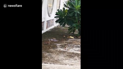 Squirrel makes epic leap to dodge snake