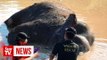 Police: Pygmy elephant killed by plantation guards, not poachers