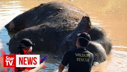 Police: Pygmy elephant killed by plantation guards, not poachers