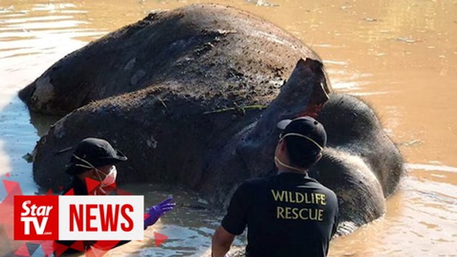 Police: Pygmy elephant killed by plantation guards, not poachers