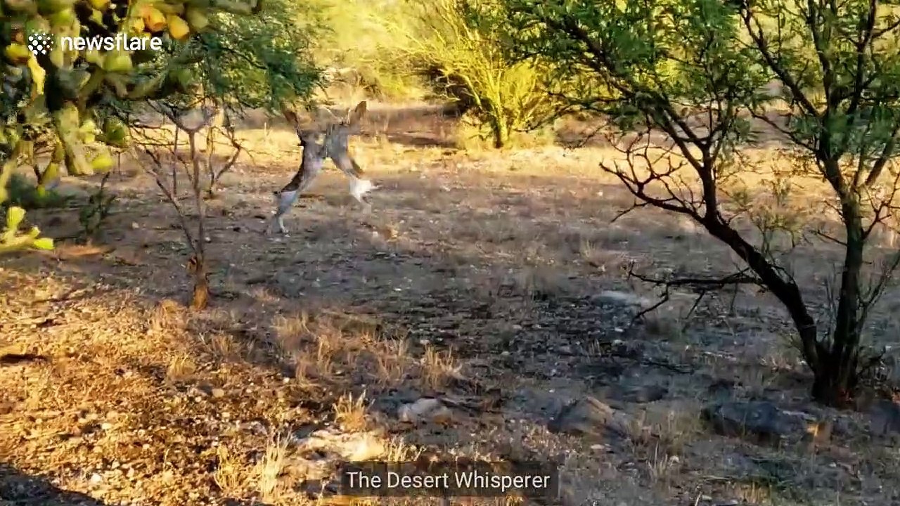 Ferocious jackrabbit fight caught on camera in Arizona desert - video ...