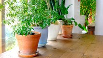 ये पौधे आपको बना देंगे करोड़पति | 7 Lucky Plants bring money | Boldsky