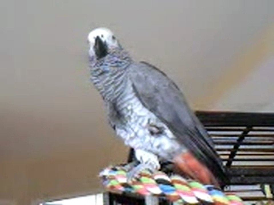 miko dit "pardon"