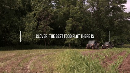 Why Clover Is the Best Food Plot You Can Plant