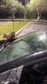 Man Struggles with Chicken Who Refuses to Leave Car