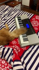 Pup Plays Piano with Tail
