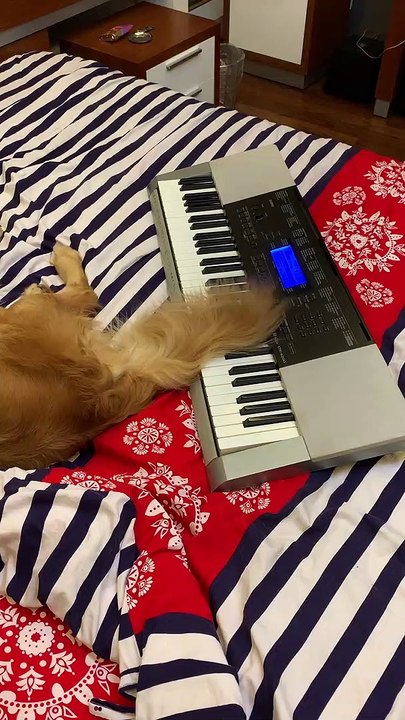 Pup Plays Piano with Tail