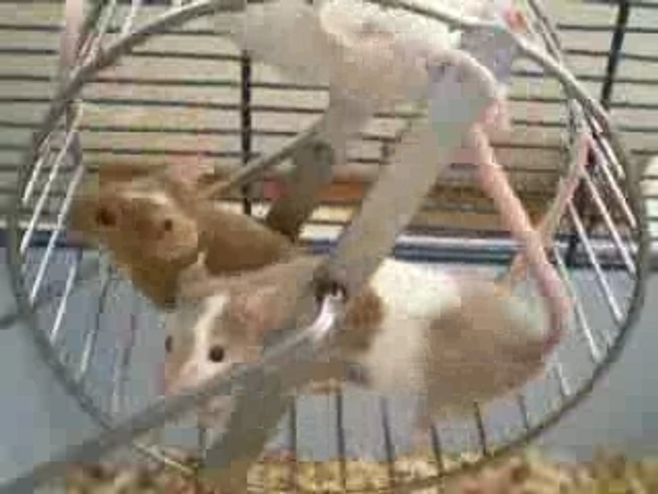 Rodentia le blog des rongeurs souris, rats, lapins, hamster