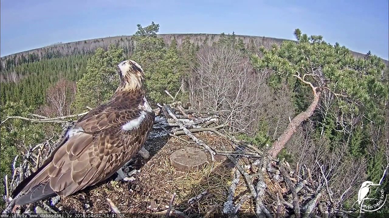 Mais qu'arrive-t-il à cet oiseau dans son nid... Bizarre