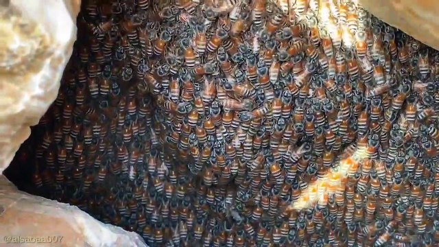 Regardez ce qu'il découvre sous les rochers... Ruche énorme