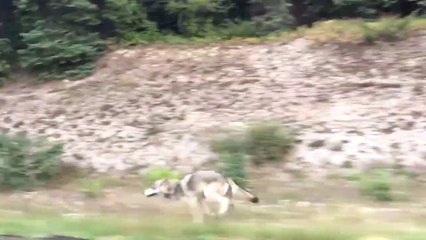 Un loup court après une voiture sur plusieurs kilomètres au Canada