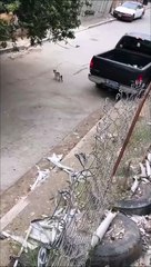 Ce chat va comprendre que même une fillette en voiturette c'est dangereux