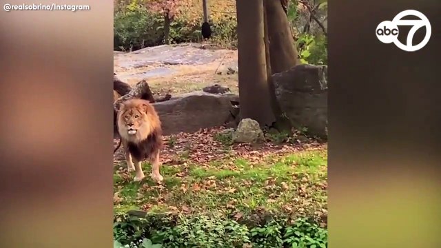 Cette touriste entre dans la cage des lions au ZOO !