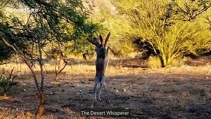 Ceci est.. un combat de 2 lapins !