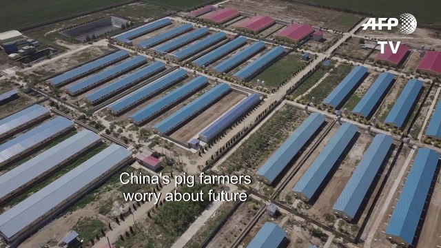 Pig farmers pessimistic as China tries to talk down swine fever