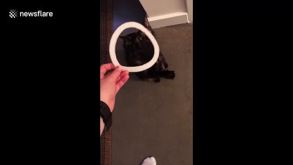 Feline dizzy: Silly cat spins like a tornado after ring tossed on tail