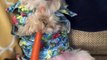Adorable Dog Wearing Sunglasses Chomps on Carrot