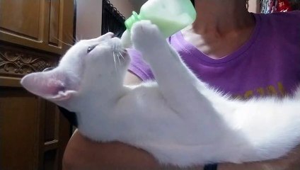 Cat Hits the Bottle Before Bed