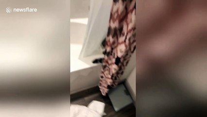 Cat is VERY excited to get in shower with woman