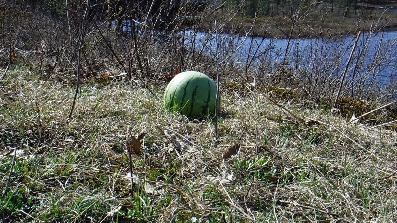 Exploding Fruit