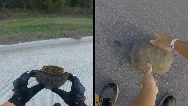 Kindhearted Motorcyclists Rescue Turtles From The Road