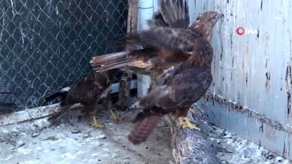 Afyonkarahisar'da tedavi edilen kızıl şahinler doğaya bırakıldı