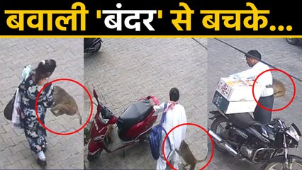 Krishna की नगरी में Mathura में संभलकर, बवाली monkeys आपका इंतजार कर रहे है |वनइंडिया हिंदी