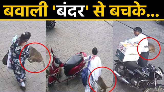 Krishna की नगरी में Mathura में संभलकर, बवाली monkeys आपका इंतजार कर रहे है |वनइंडिया हिंदी