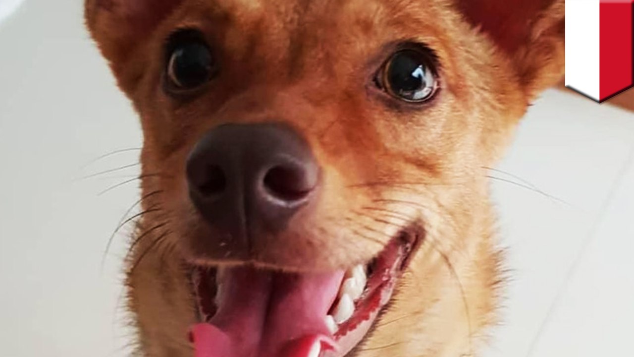 「妻と子供が犬に驚いて転倒」に憤慨 エアガンで隣人の飼い犬を撃ち殺した男 - トモニュース