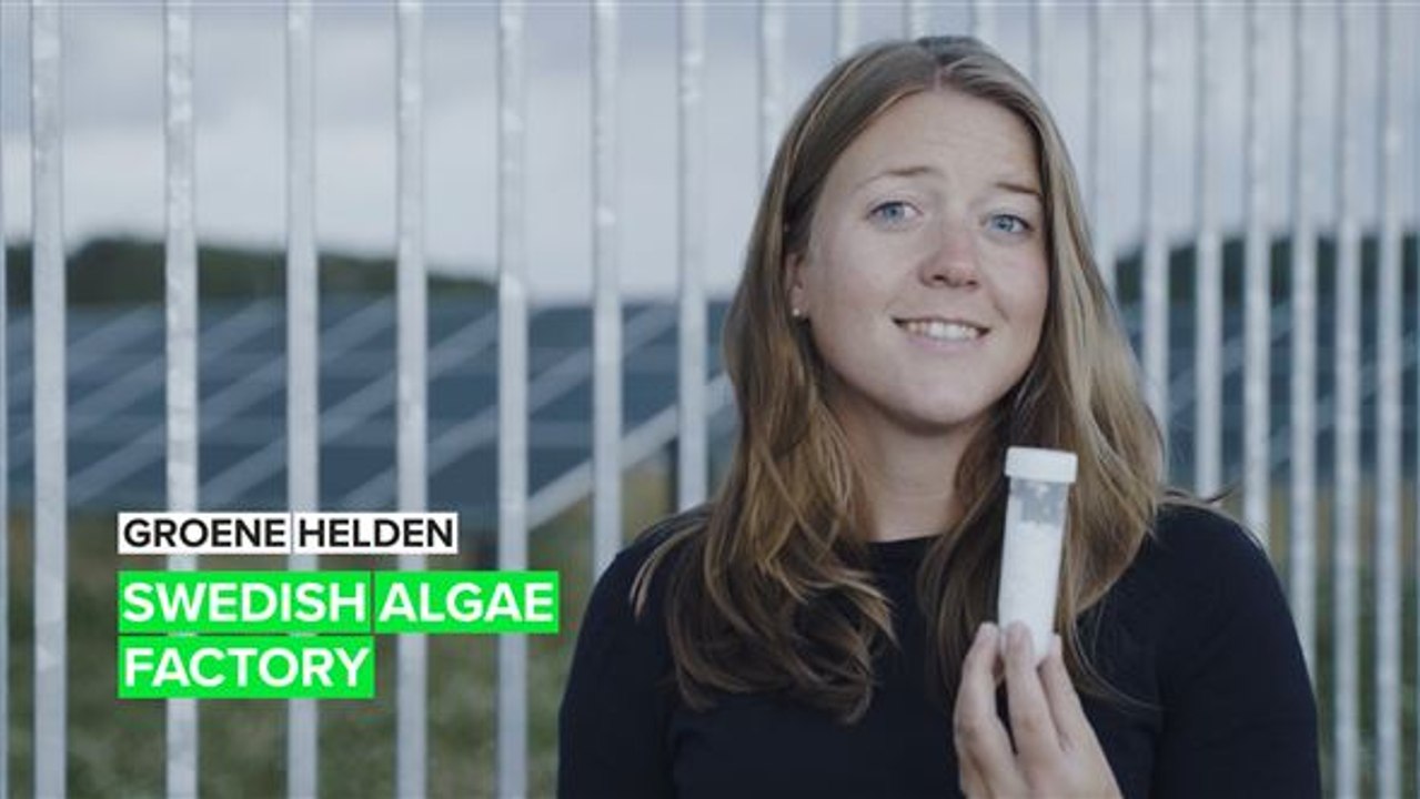 Groene helden: zeewier versterkt zonnepanelen