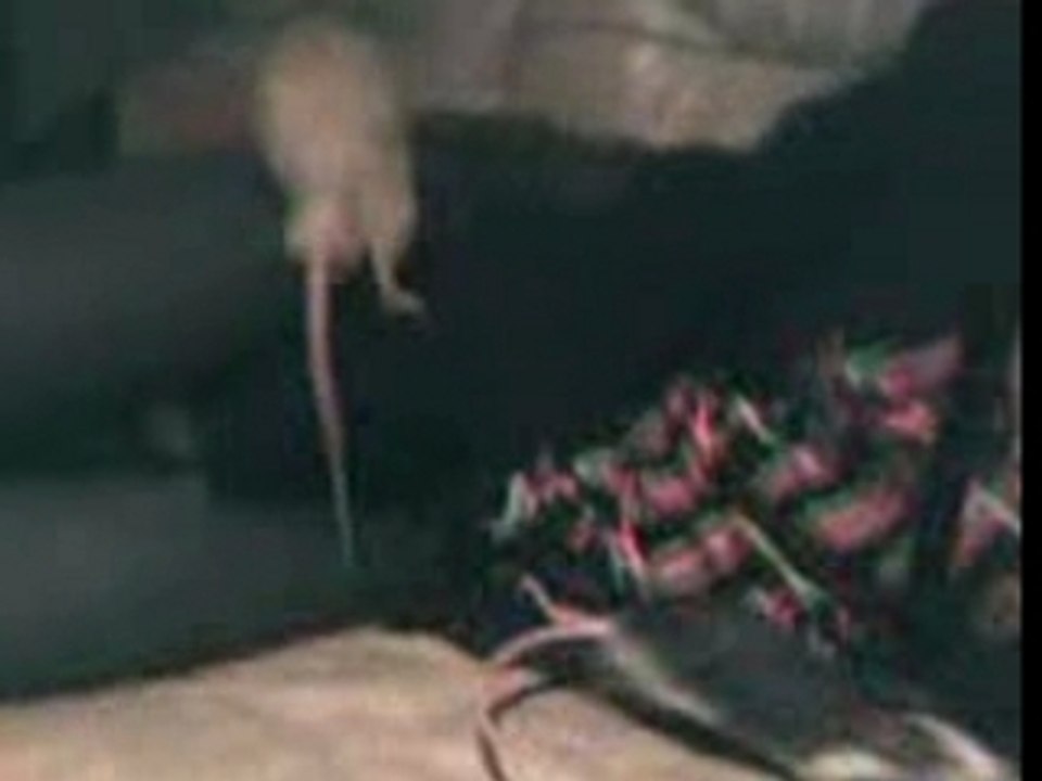 Rats 05.02.2008 (2)