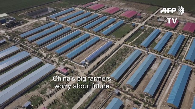 Pig farmers pessimistic as China tries to talk down swine fever