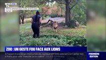 Visiblement pas effrayée, cette femme se met à danser dans l'enclos d'un lion