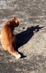 Chat contre serpent, qui l'emporte ?