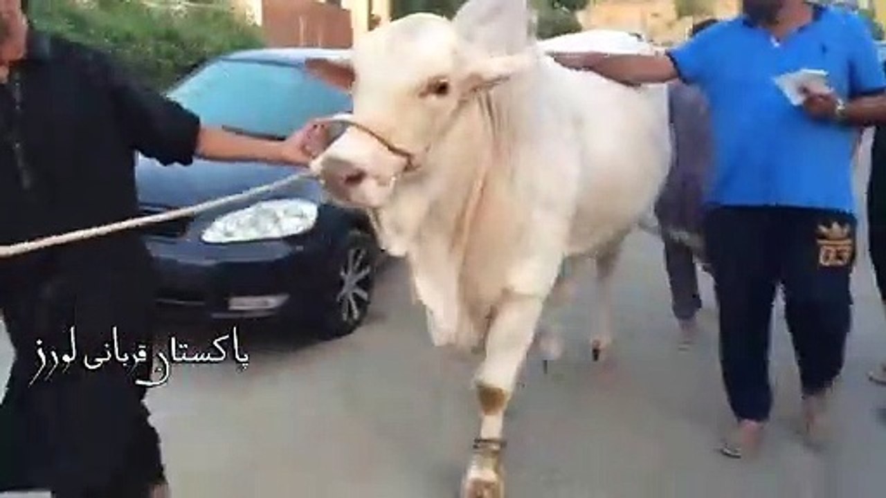 Qurbani Of Bull Part 1 | 2019 | Eid - e - Qurban