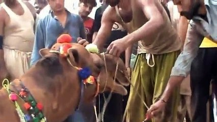 Qurbani Of Camel Part 1 | 2019 | Eid - e - Qurban