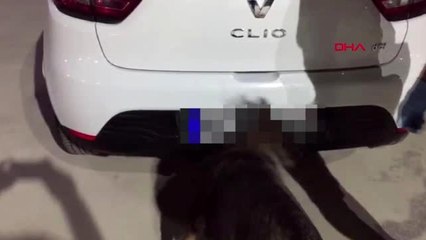 Muğla kanas, uluslararası uyuşturucu kaçakçılığına darbe vurdu