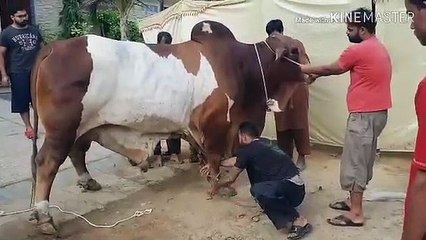 Qurbani Of Bull Part 1 | 2019 | Eid - e - Qurban