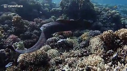 Diver swims alongside large moray eel in the Red Sea off Egypt