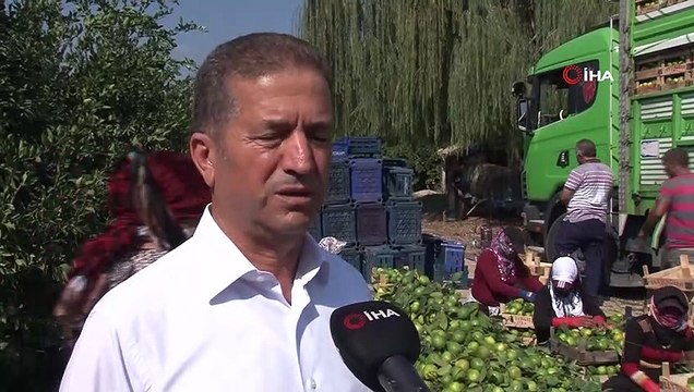 Irak’a mandalina ihracatı durdu, tırlar gümrükten döndü