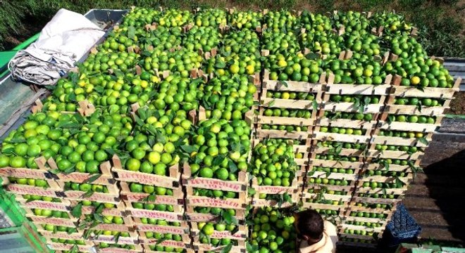 Yumurtanın ardından Irak'a mandalina ihracatı da durdu, tırlar gümrükten döndü