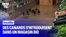 Ces 7 canards sont venus prendre leur déjeuner… dans un magasin bio