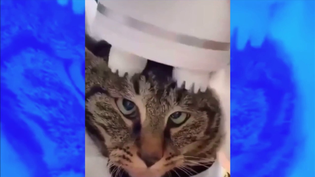 La vidéo hilarante de ce chat qui se fait masser la tête fait le tour du web ! Vidéo Dailymotion
