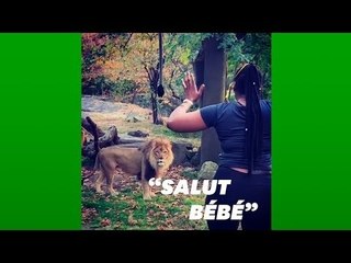 Elle entre dans l'enclos des lions au zoo du Bronx "pour les voir de plus près"