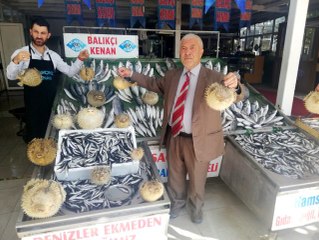 Türkiye kıyılarında 'İstilacı Balon Balığı' tehlikesi
