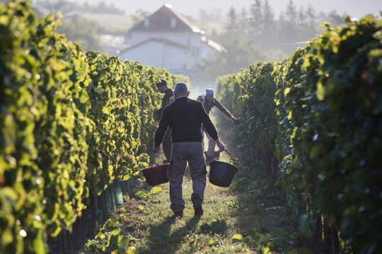 Les Vendanges au cœur du domaine Allemand, à Théus, dans les Hautes-Alpes
